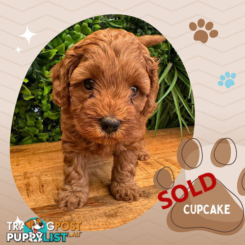 LAST GIRL LEFT! 2nd Gen Cavoodle Puppies, Clear DNA, Croydon Hills VIC 3136