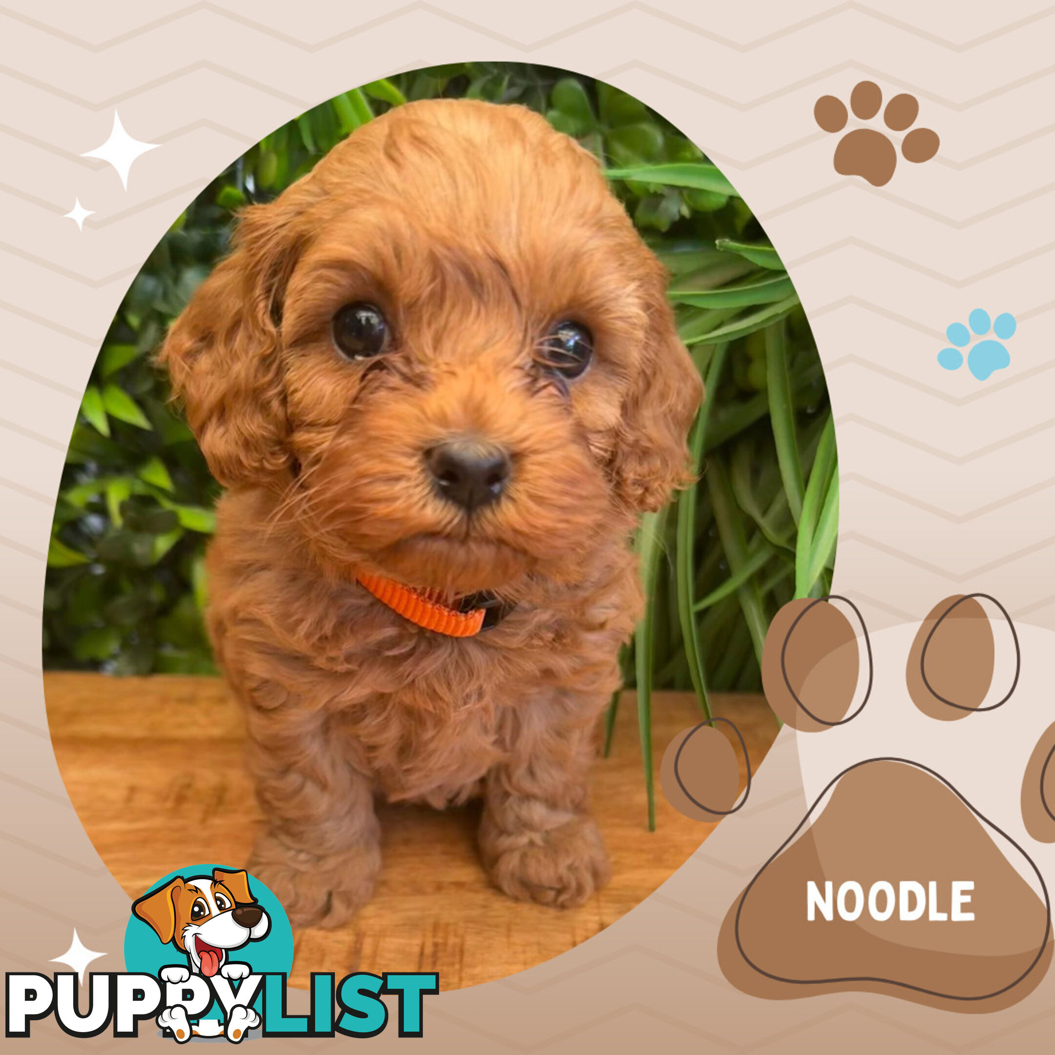 2nd Gen Cavoodle Puppies, Clear DNA, Croydon Hills VIC 3136