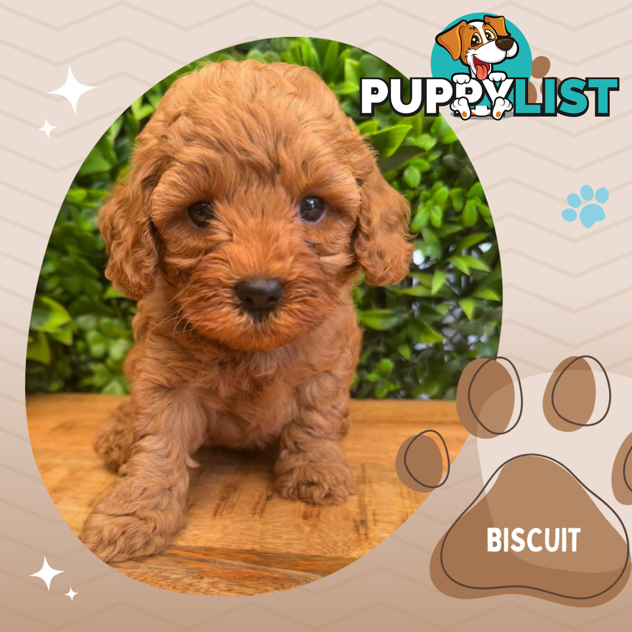 2nd Gen Cavoodle Puppies, Clear DNA, Croydon Hills VIC 3136