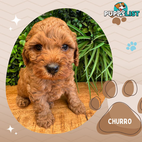 2nd Gen Cavoodle Puppies, Clear DNA, Croydon Hills VIC 3136