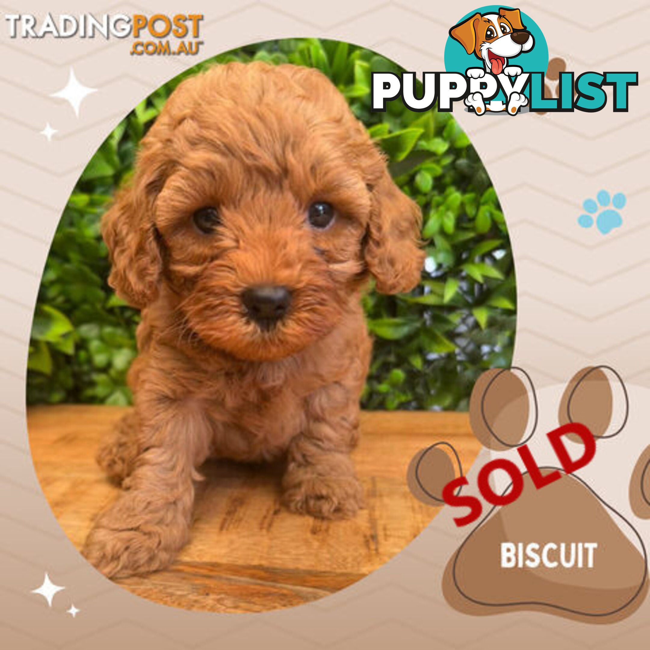 LAST GIRL LEFT! 2nd Gen Cavoodle Puppies, Clear DNA, Croydon Hills VIC 3136