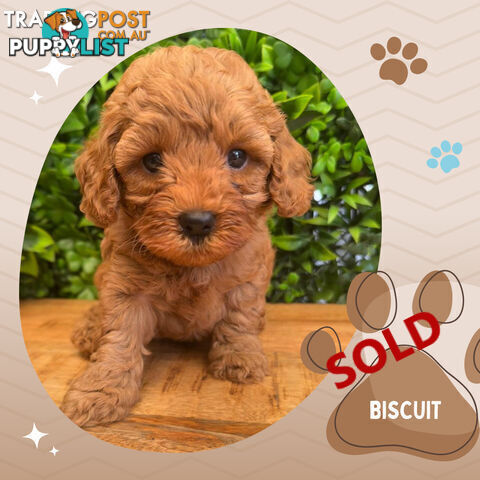 LAST GIRL LEFT! 2nd Gen Cavoodle Puppies, Clear DNA, Croydon Hills VIC 3136