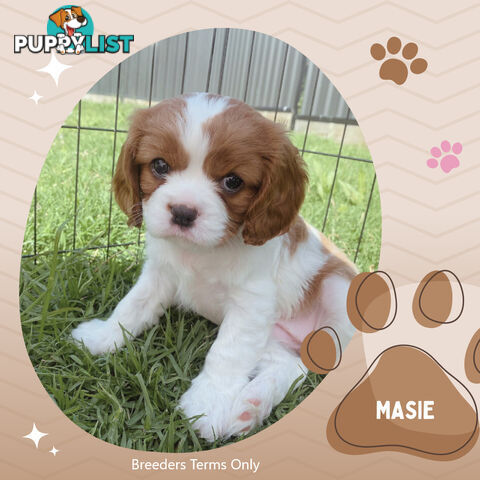 Last 2  Purebred Female Blenheim Cavalier King Charles Spaniel Puppies - Breeders Terms Only