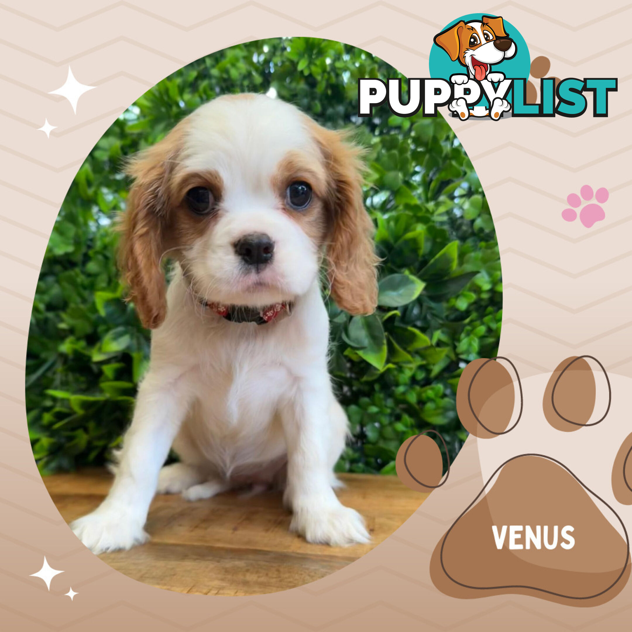 Purebred Female Cavalier King Charles  Pups - Breeders Terms Only S.E Suburbs