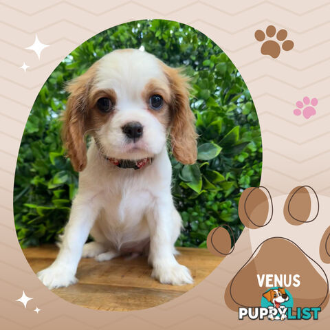 Purebred Female Cavalier King Charles  Pups - Breeders Terms Only S.E Suburbs