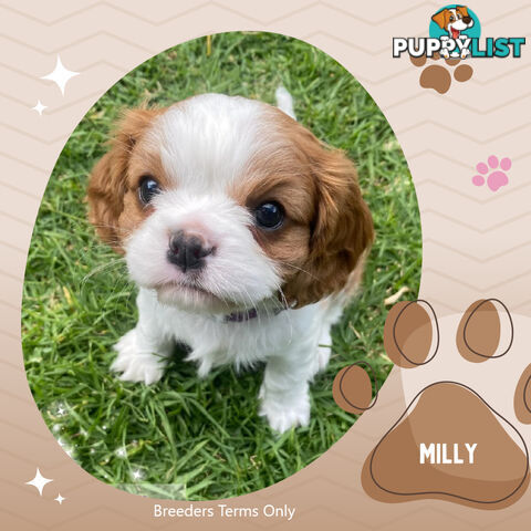 Last 2  Purebred Female Blenheim Cavalier King Charles Spaniel Puppies - Breeders Terms Only