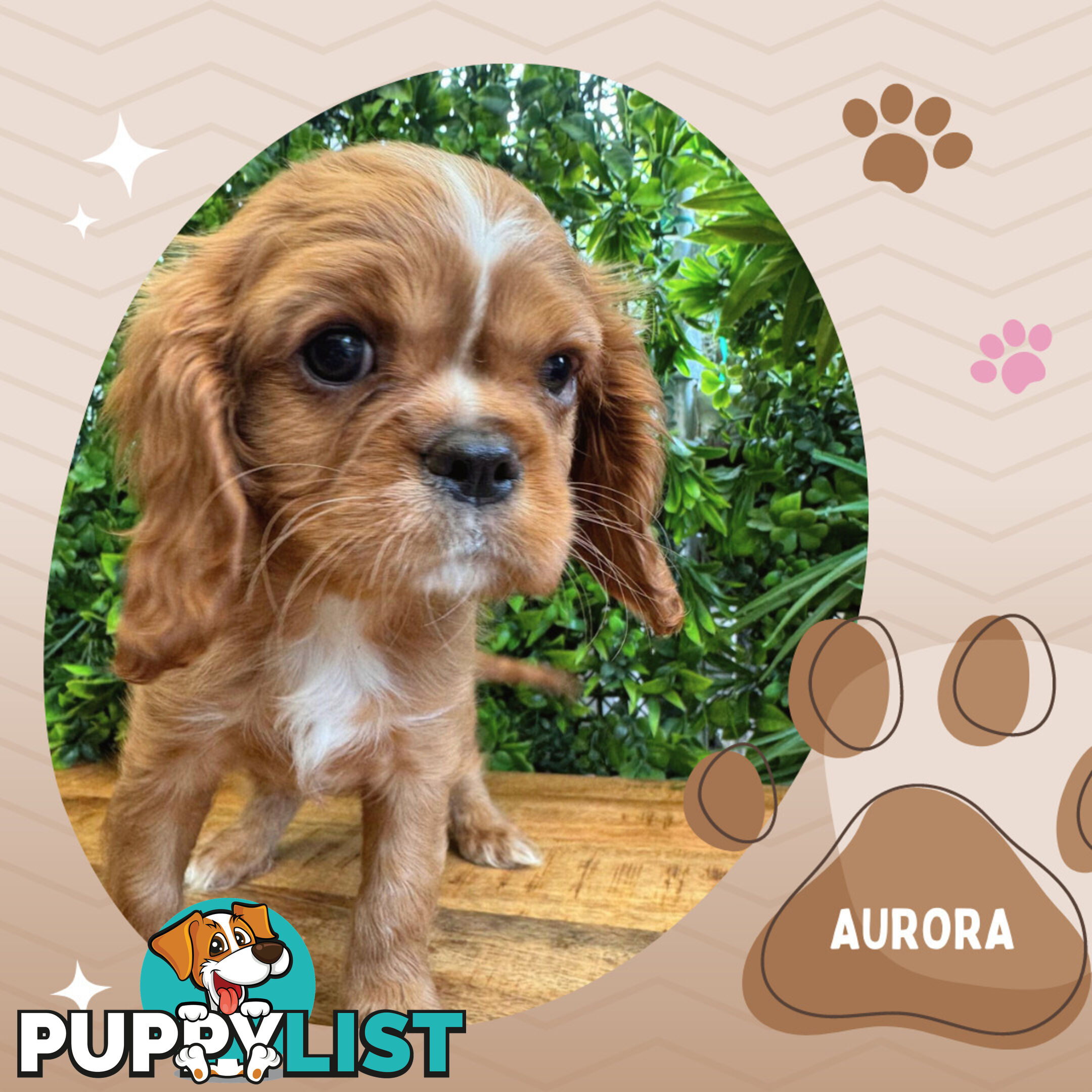 Purebred Female Cavalier King Charles  Pups - Breeders Terms Only S.E Suburbs