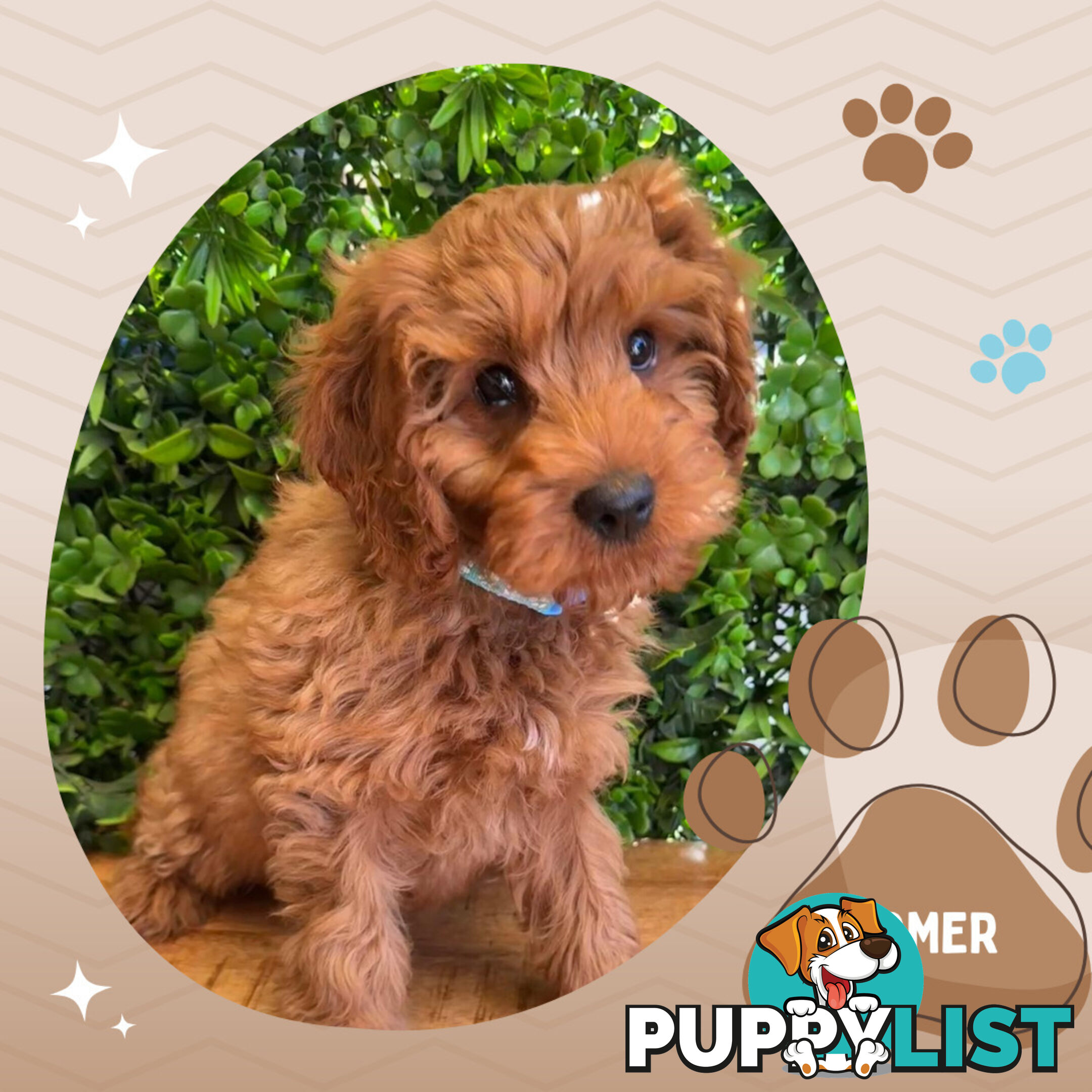 2nd Gen Toy Cavoodle Pups Clear DNA  AV 02.07.2025 Geelong  VIC 3217