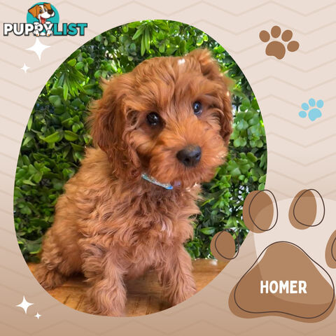 2nd Gen Toy Cavoodle Pups Clear DNA  AV 02.07.2025 Geelong  VIC 3217