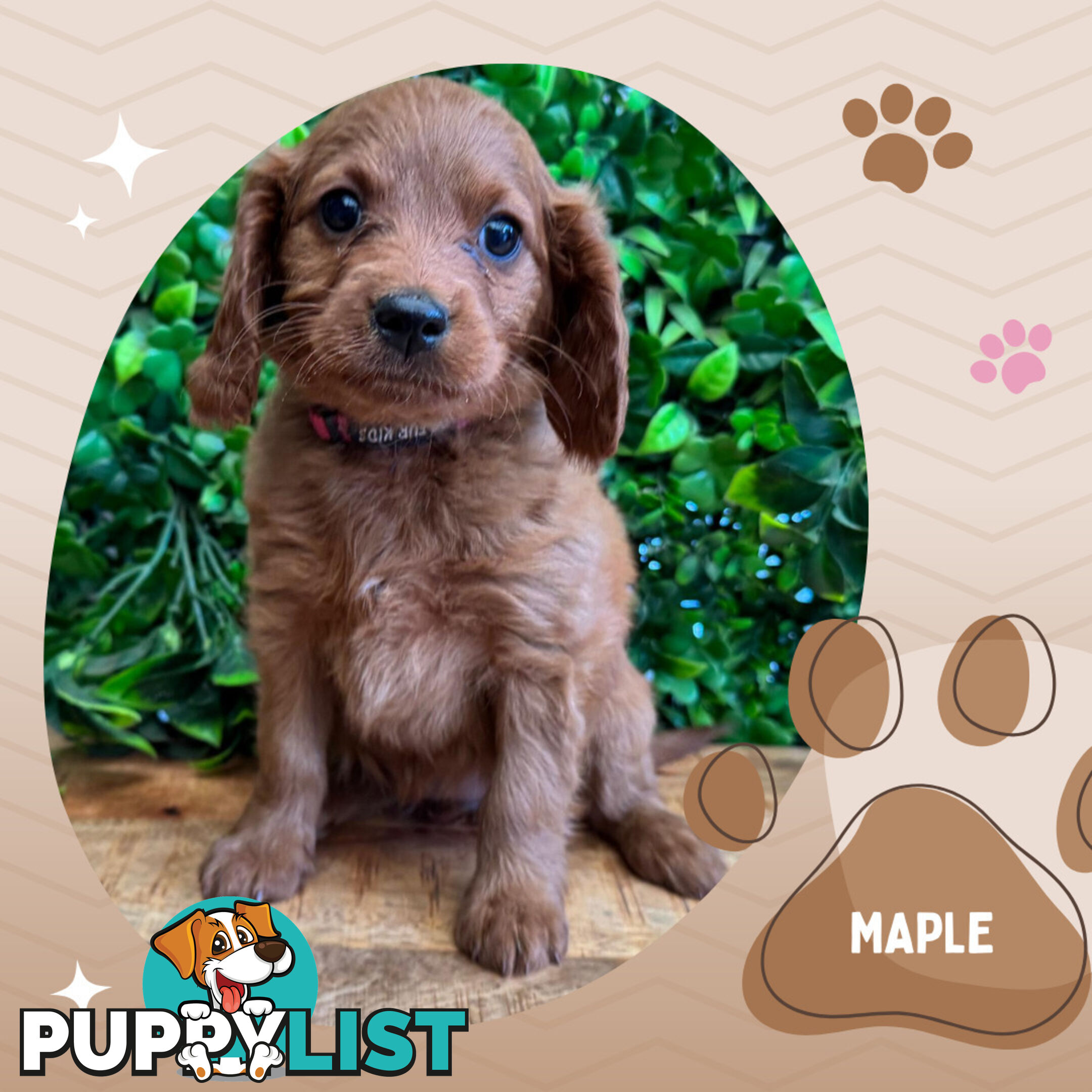 2nd Gen Toy Cavoodle Pups Clear DNA  AV 02.07.2025 Geelong  VIC 3217