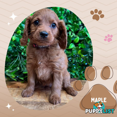 2nd Gen Toy Cavoodle Pups Clear DNA  AV 02.07.2025 Geelong  VIC 3217