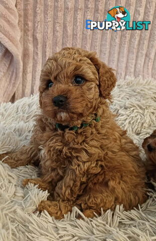 2nd Gen Toy Cavoodle Pups Clear DNA  AV 02.07.2025 Geelong  VIC 3217