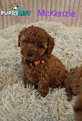 2nd Gen Toy Cavoodle Pups Clear DNA  AV 02.07.2025 Geelong  VIC 3217