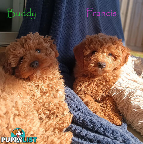 2nd Gen Toy Cavoodle Pups Clear DNA  AV 02.07.2025 Geelong  VIC 3217