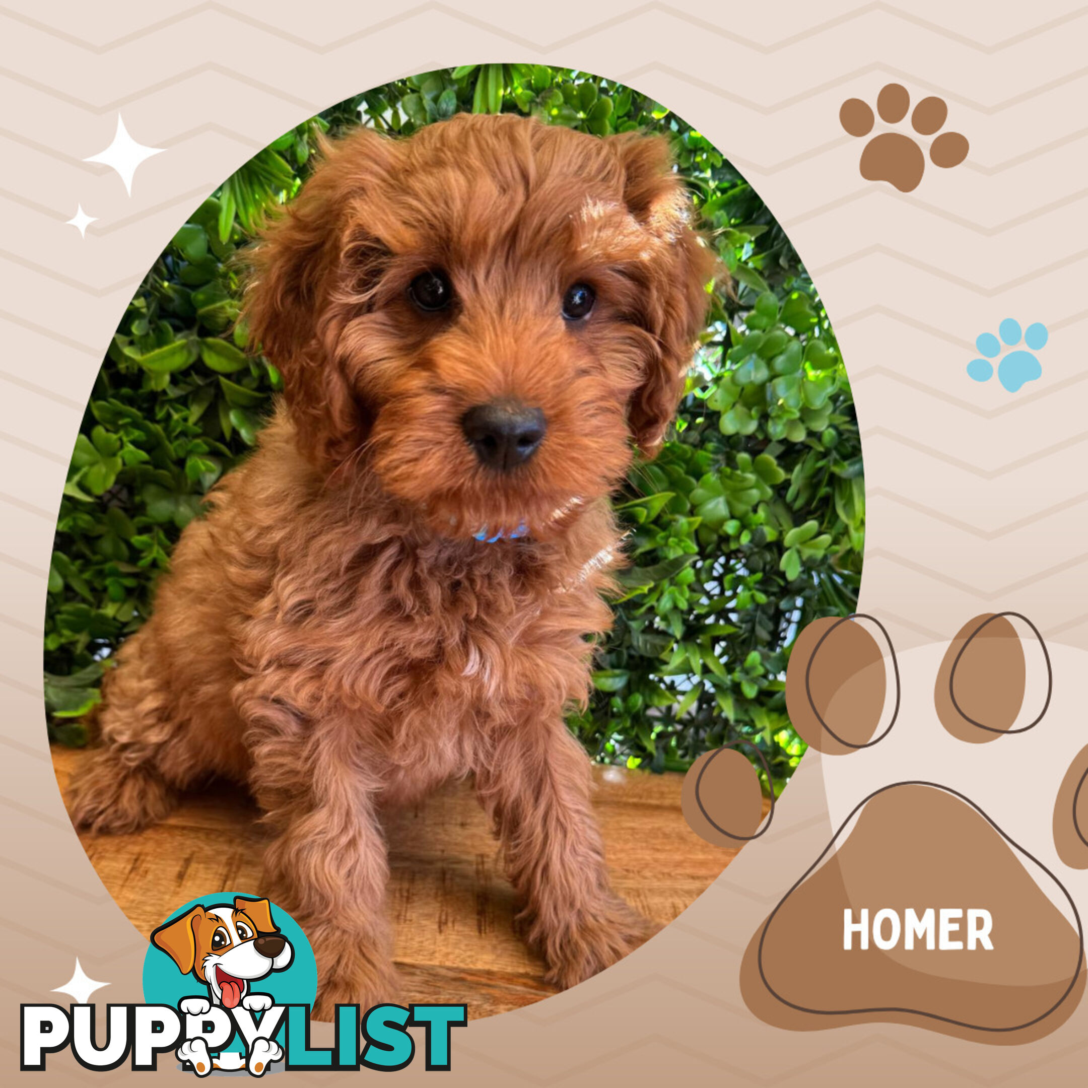 2nd Gen Toy Cavoodle Pups Clear DNA  AV 02.07.2025 Geelong  VIC 3217