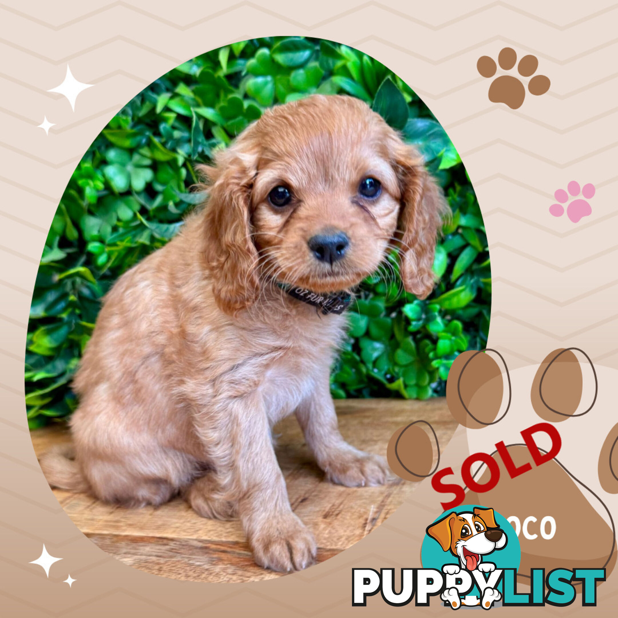 2nd Gen Toy Cavoodle Pups Clear DNA  AV 02.07.2025 Geelong  VIC 3217