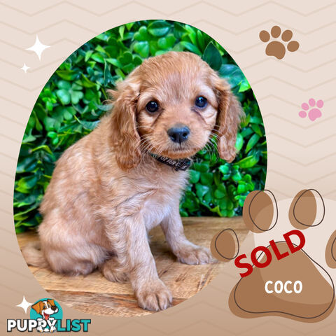 2nd Gen Toy Cavoodle Pups Clear DNA  AV 02.07.2025 Geelong  VIC 3217