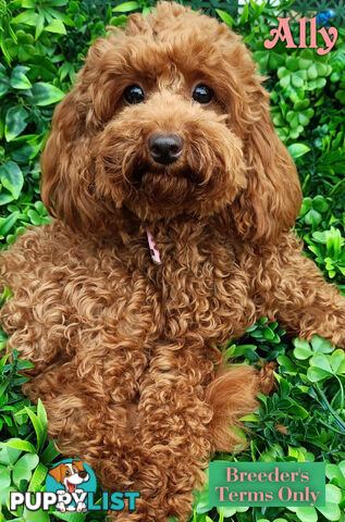 Purebred Ruby Toy Poodle available on Breeders Terms in the south Eastern Suburbs of Melbourne.