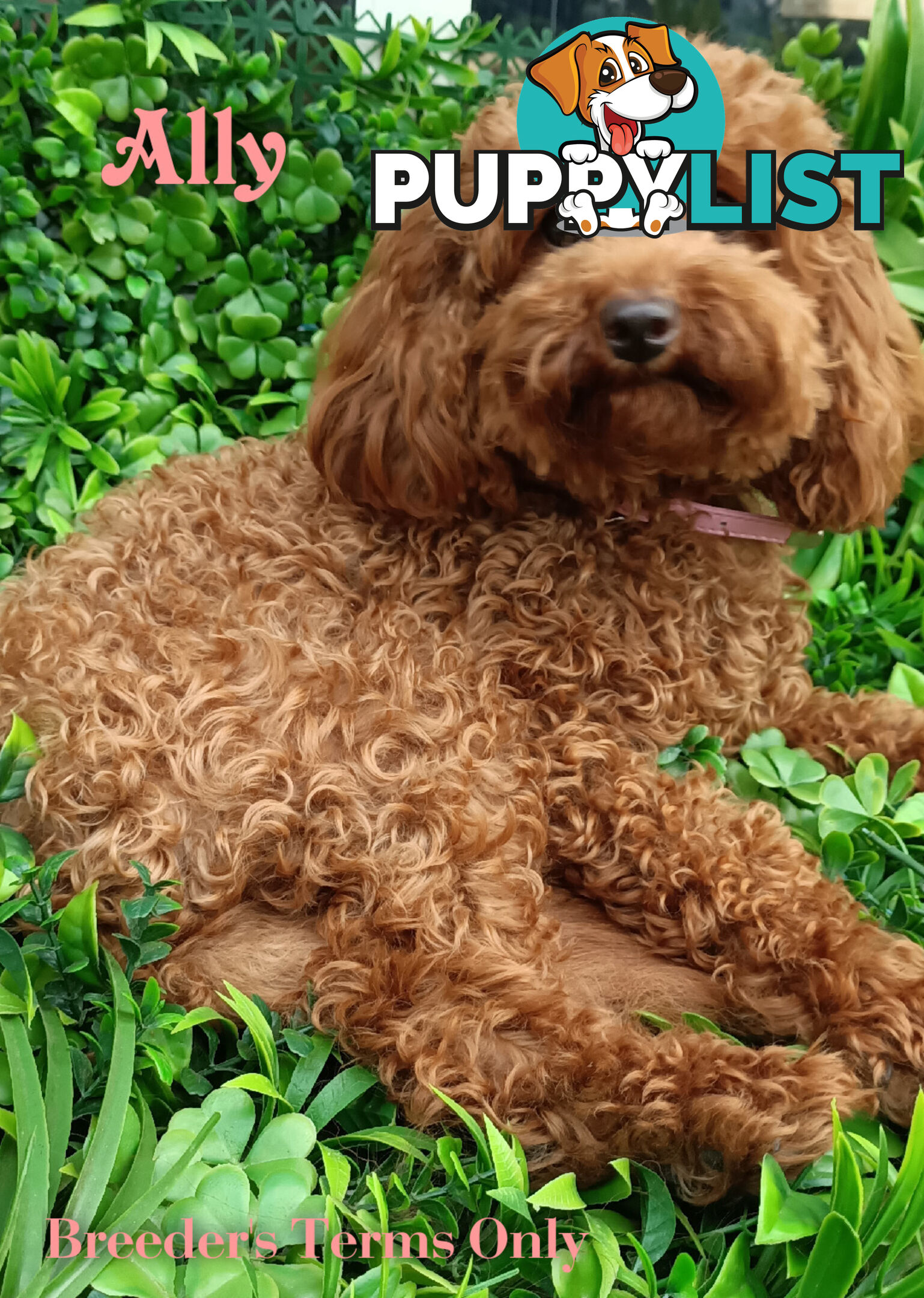 Purebred Ruby Toy Poodle available on Breeders Terms in the south Eastern Suburbs of Melbourne.