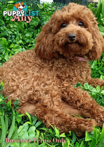 Purebred Ruby Toy Poodle available on Breeders Terms in the south Eastern Suburbs of Melbourne.