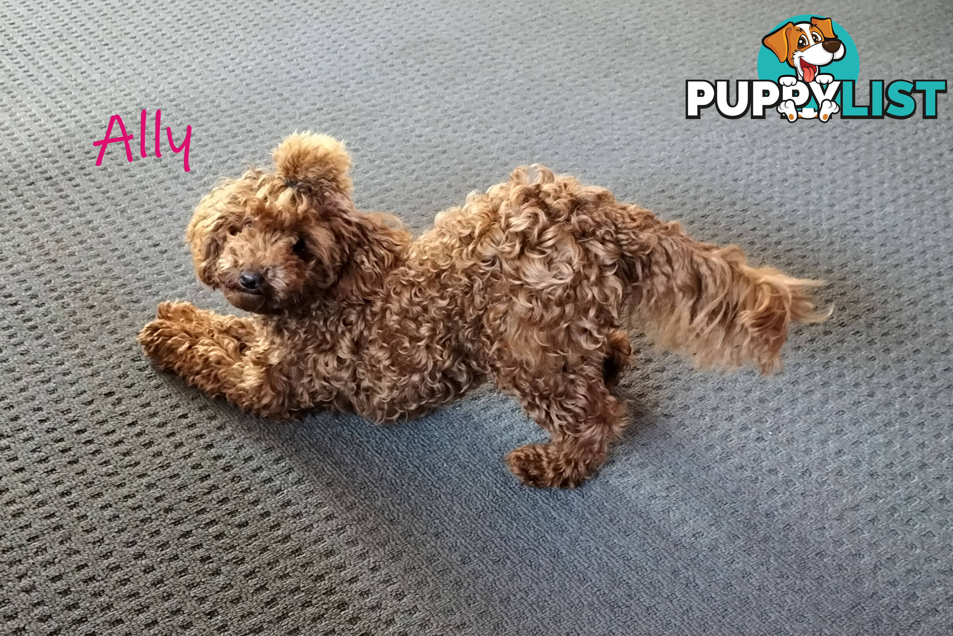 Purebred Ruby Toy Poodle available on Breeders Terms in the south Eastern Suburbs of Melbourne.