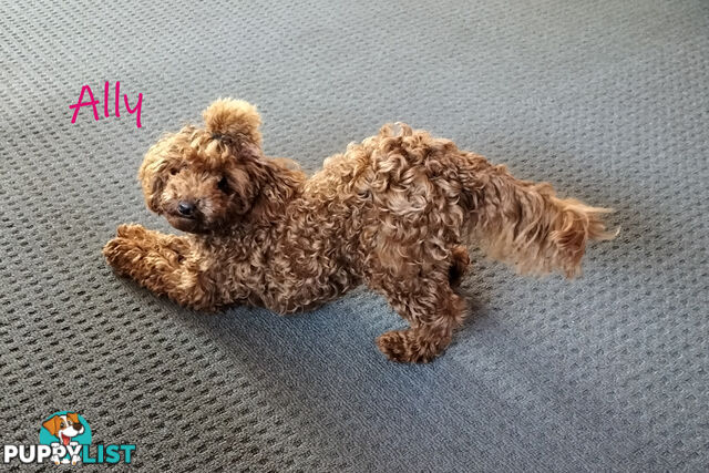 Purebred Ruby Toy Poodle available on Breeders Terms in the south Eastern Suburbs of Melbourne.