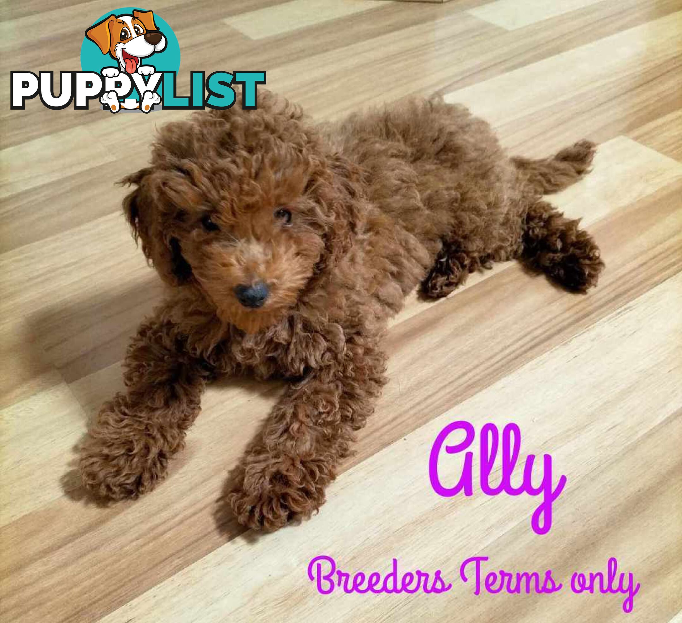 Purebred Ruby Toy Poodle available on Breeders Terms in the south Eastern Suburbs of Melbourne.