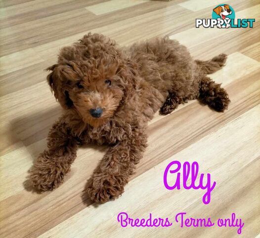 Purebred Ruby Toy Poodle available on Breeders Terms in the south Eastern Suburbs of Melbourne.