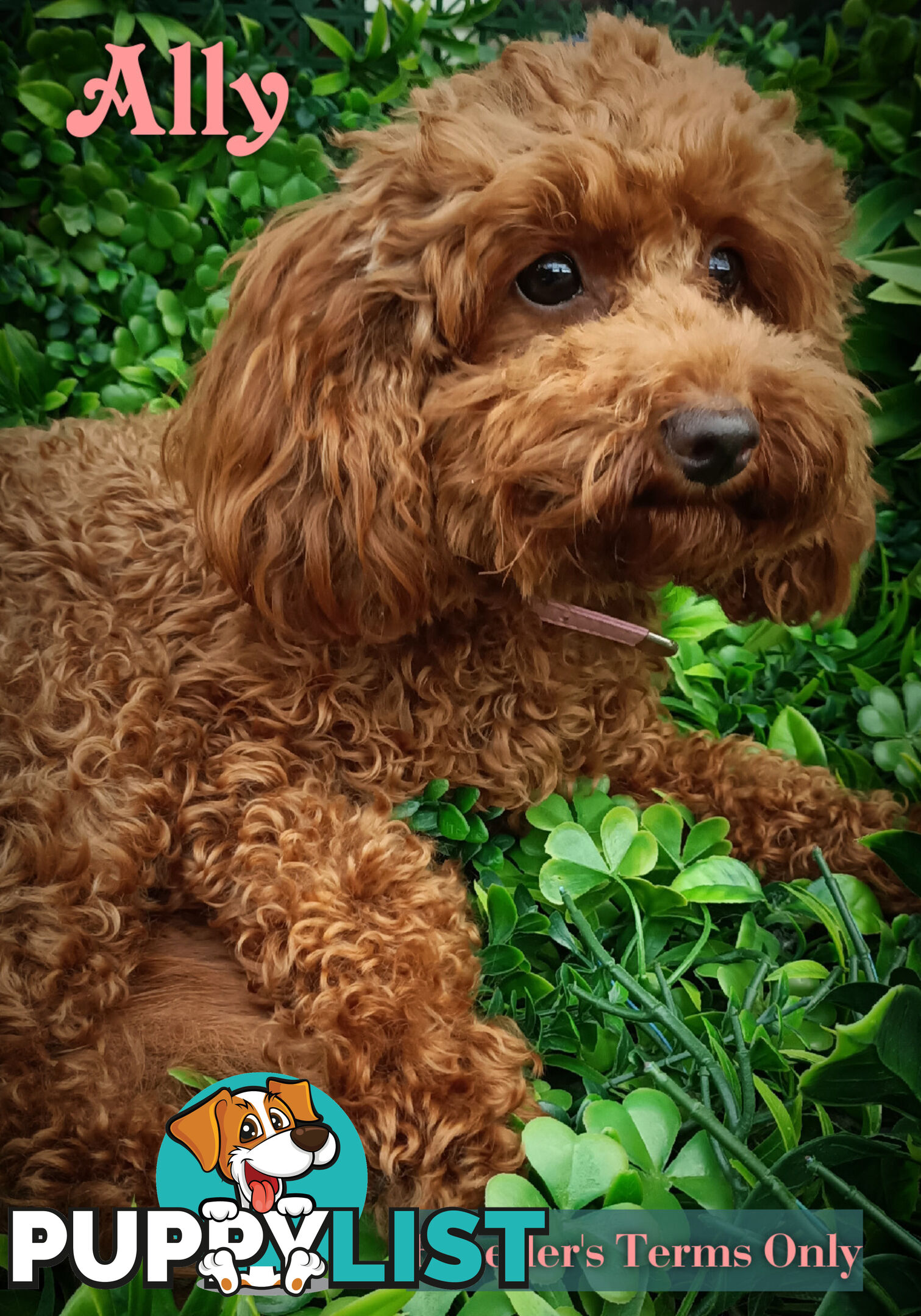 Purebred Ruby Toy Poodle available on Breeders Terms in the south Eastern Suburbs of Melbourne.