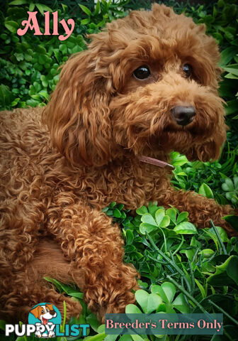 Purebred Ruby Toy Poodle available on Breeders Terms in the south Eastern Suburbs of Melbourne.