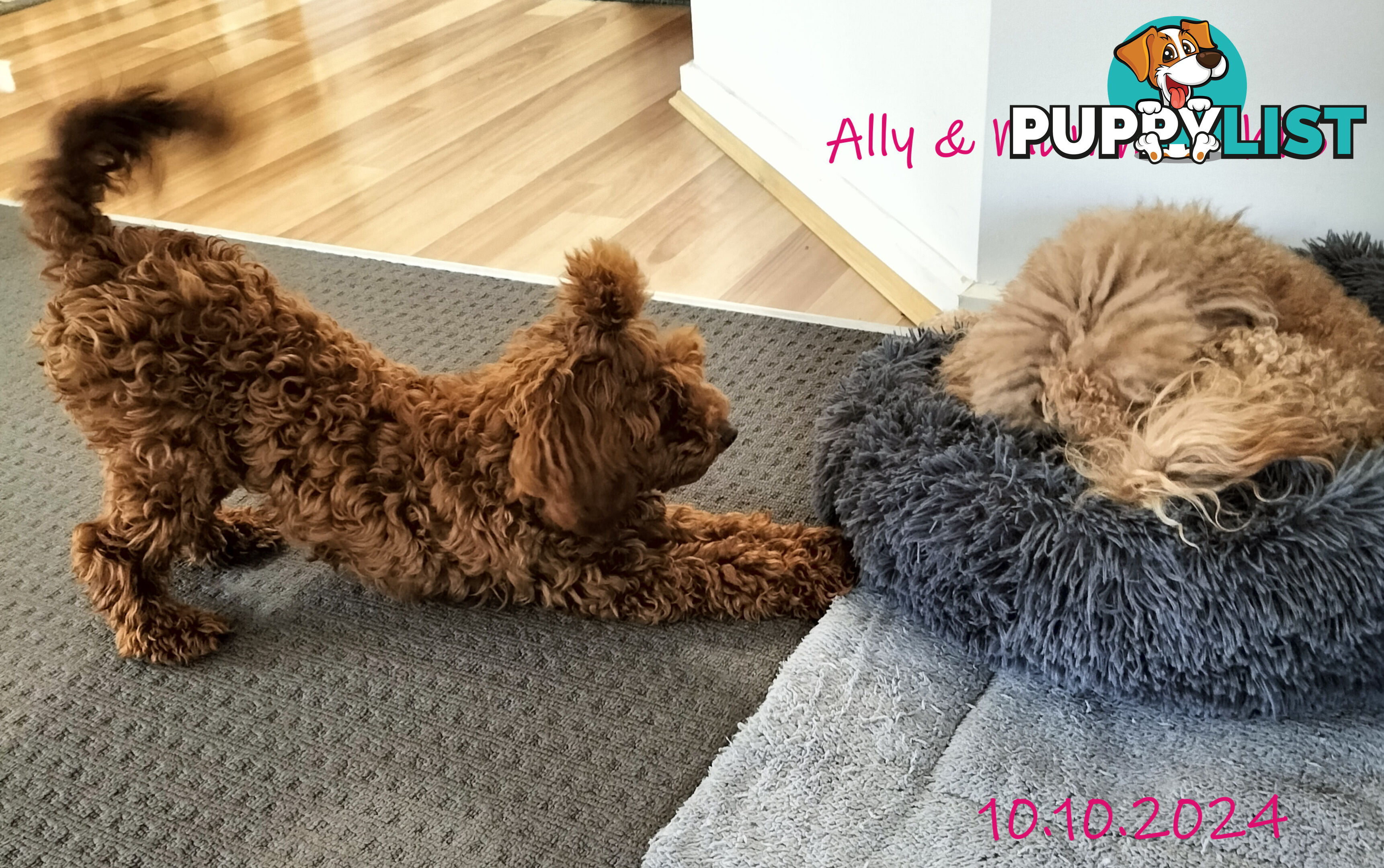 Purebred Ruby Toy Poodle available on Breeders Terms in the south Eastern Suburbs of Melbourne.