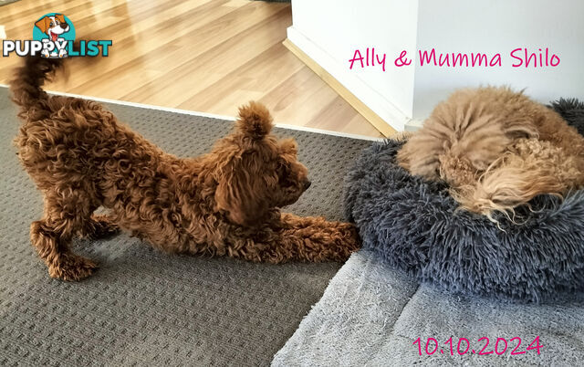 Purebred Ruby Toy Poodle available on Breeders Terms in the south Eastern Suburbs of Melbourne.