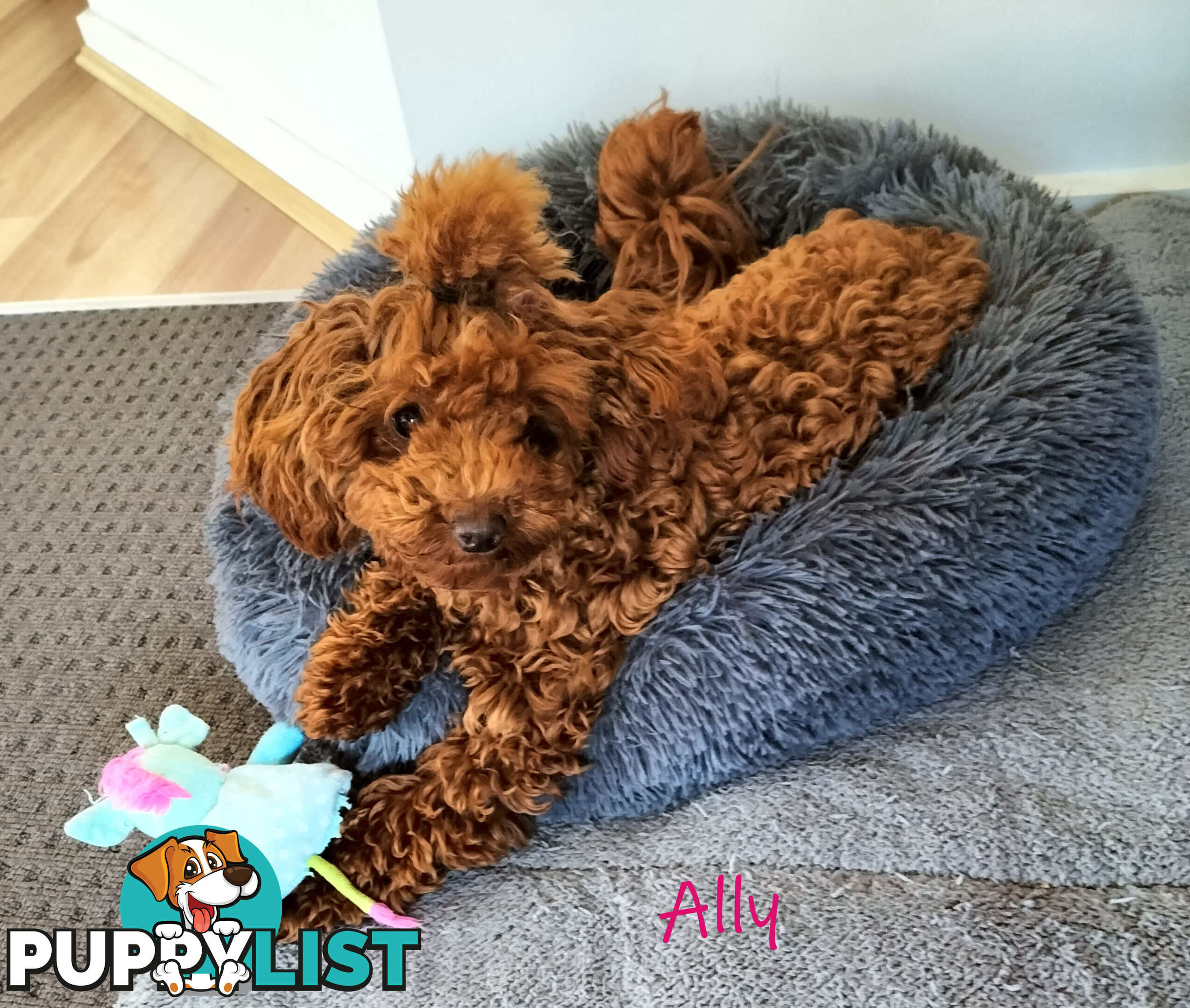 Purebred Ruby Toy Poodle available on Breeders Terms in the south Eastern Suburbs of Melbourne.