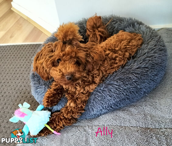 Purebred Ruby Toy Poodle available on Breeders Terms in the south Eastern Suburbs of Melbourne.