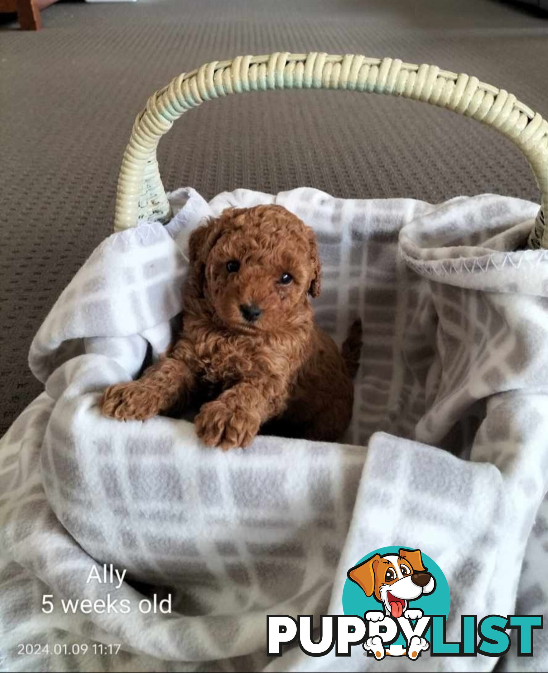 Purebred Ruby Toy Poodle available on Breeders Terms in the south Eastern Suburbs of Melbourne.