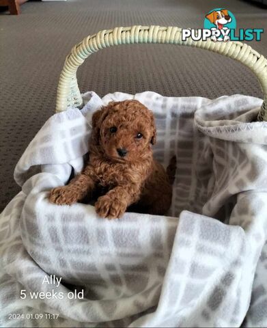 Purebred Ruby Toy Poodle available on Breeders Terms in the south Eastern Suburbs of Melbourne.