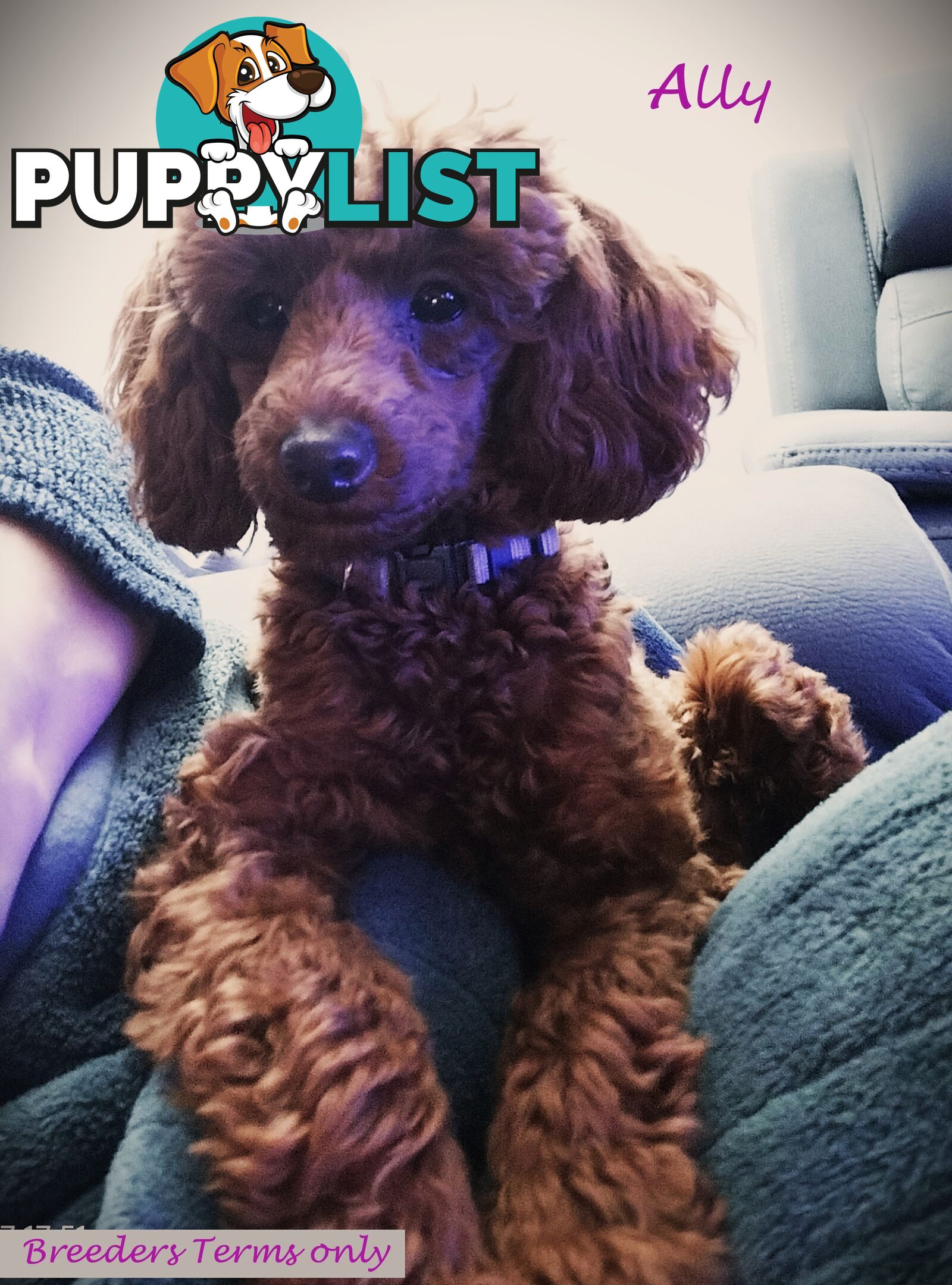 Purebred Ruby Toy Poodle available on Breeders Terms in the south Eastern Suburbs of Melbourne.