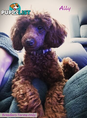 Purebred Ruby Toy Poodle available on Breeders Terms in the south Eastern Suburbs of Melbourne.