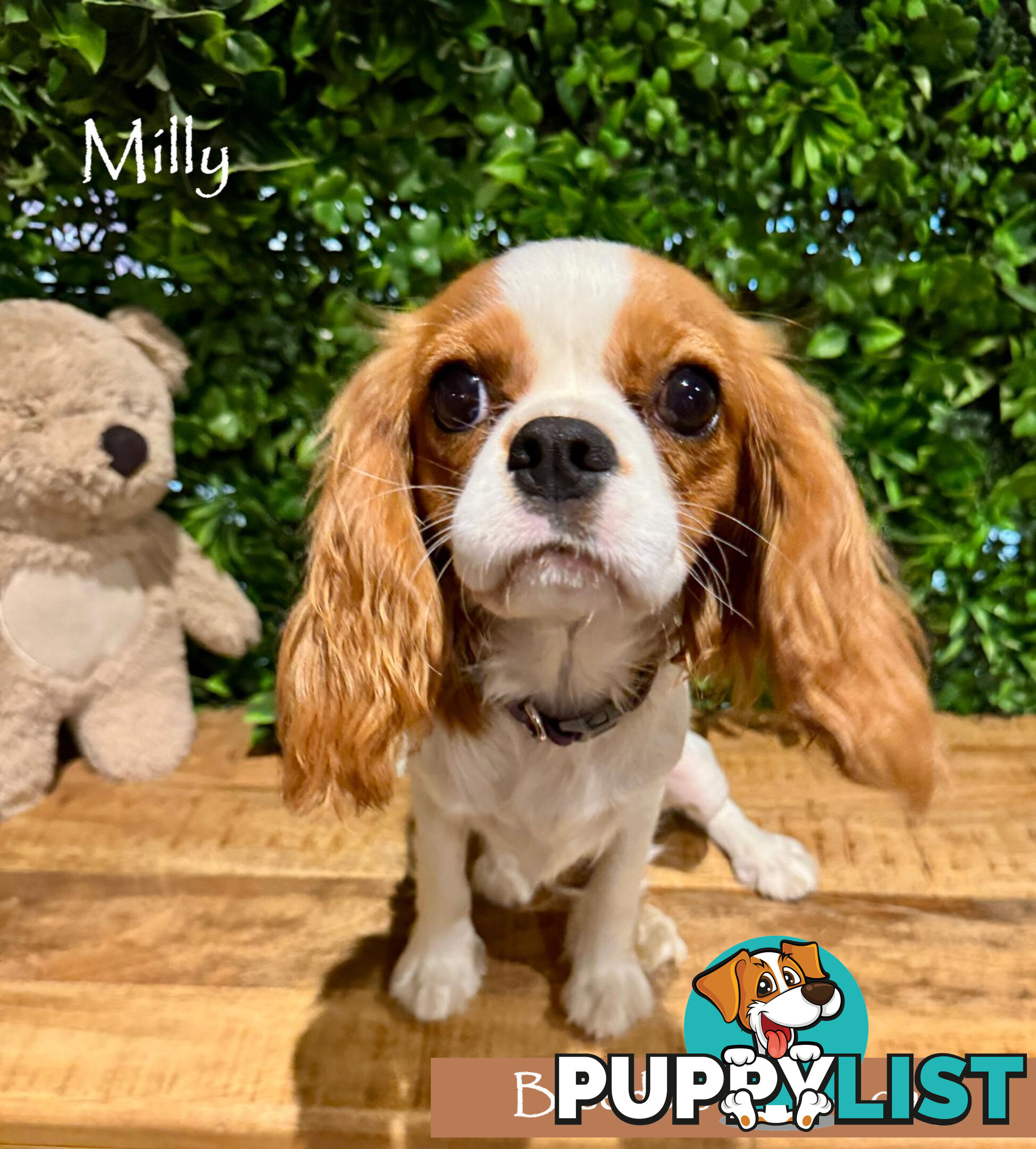 Purebred Female Cavalier King Charles Spaniel Puppies - Breeders Term Only