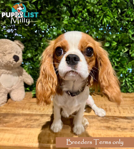 Purebred Female Cavalier King Charles Spaniel Puppies - Breeders Term Only