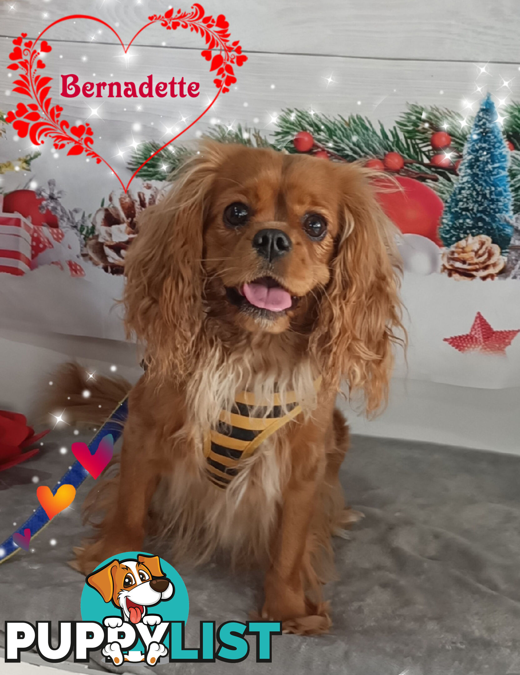 Purebred Female Cavalier King Charles Spaniel Puppies - Breeders Term Only