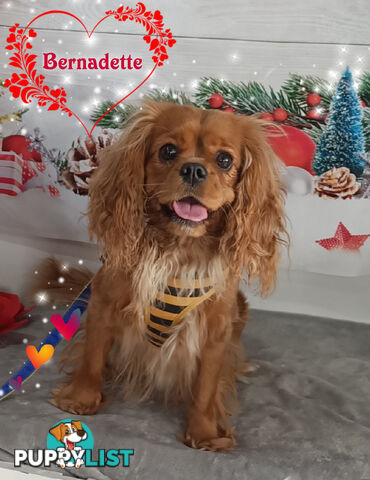 Purebred Female Cavalier King Charles Spaniel Puppies - Breeders Term Only