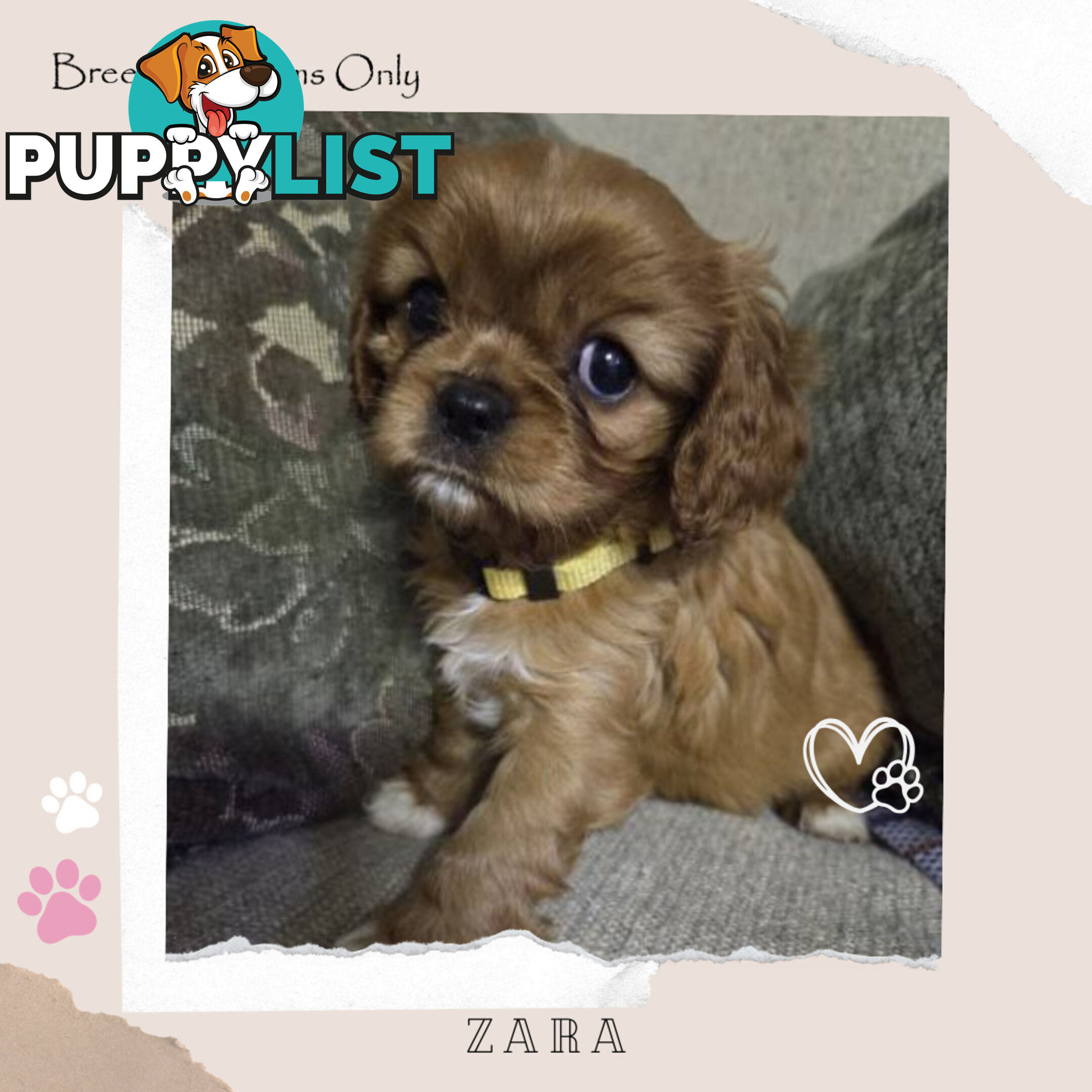 Purebred Female Cavalier King Charles Spaniel Puppies - Breeders Term Only