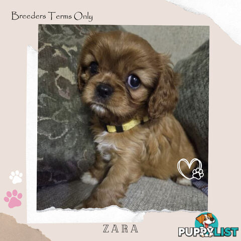 Purebred Female Cavalier King Charles Spaniel Puppies - Breeders Term Only