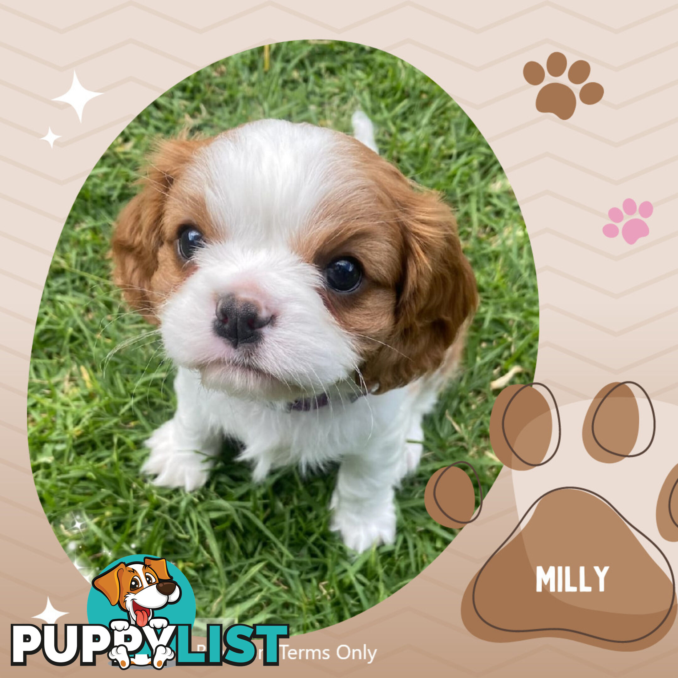 Purebred Female Cavalier King Charles Spaniel Puppies - Breeders Term Only