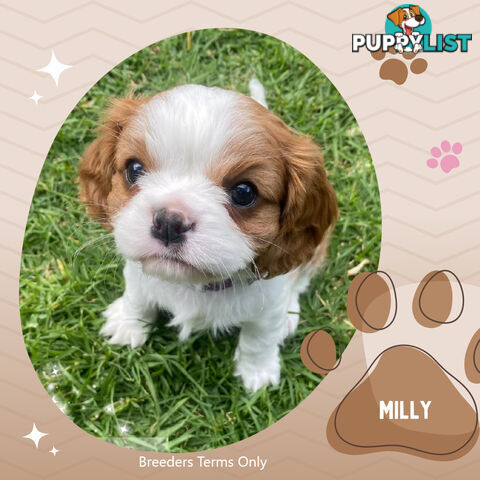 Purebred Female Cavalier King Charles Spaniel Puppies - Breeders Term Only
