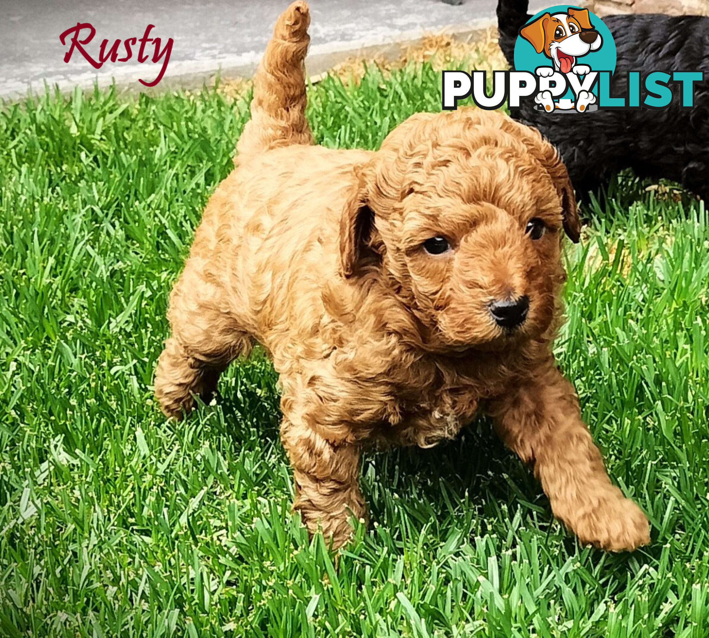 Purebred Toy Poodle, Clear DNA  Breeders Health Guarantee Cranbourne East Vic 3977