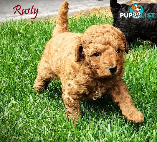 Purebred Toy Poodle, Clear DNA  Breeders Health Guarantee Cranbourne East Vic 3977