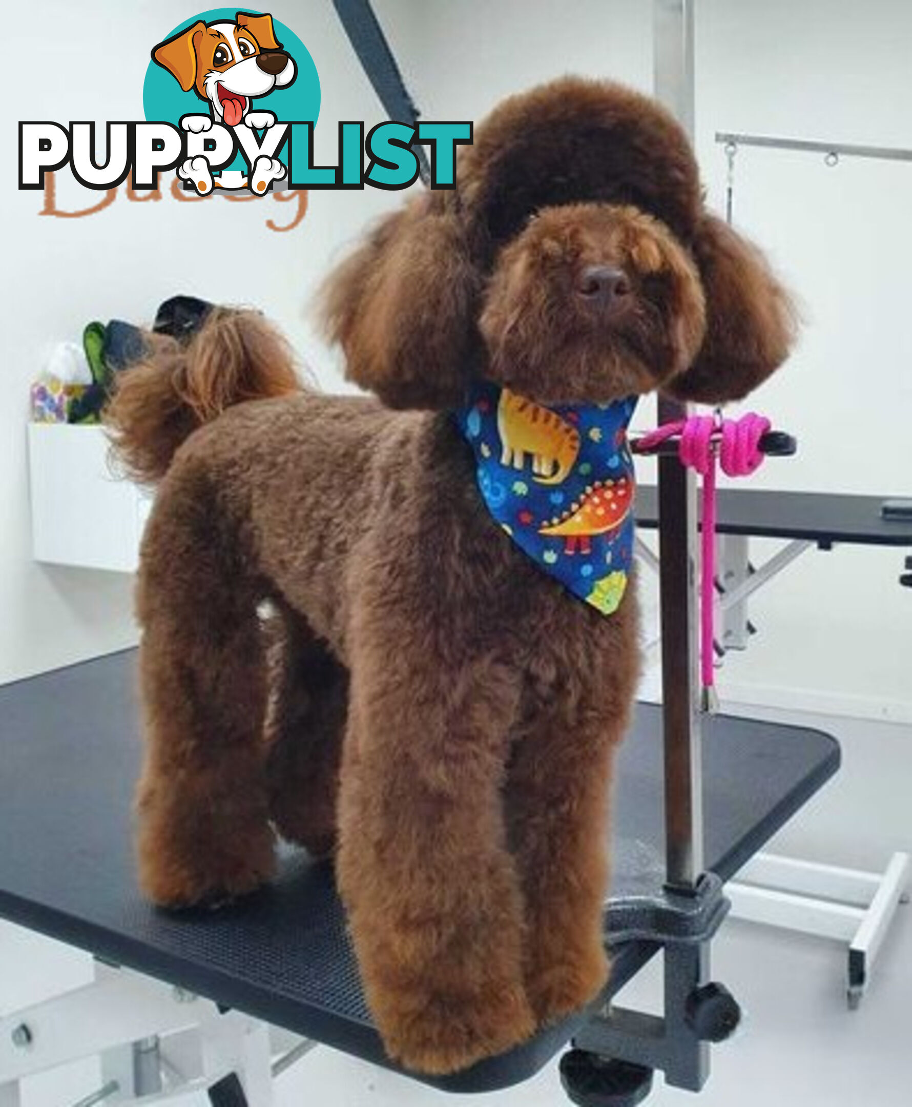 Purebred Toy Poodle, Clear DNA  Breeders Health Guarantee Cranbourne East Vic 3977