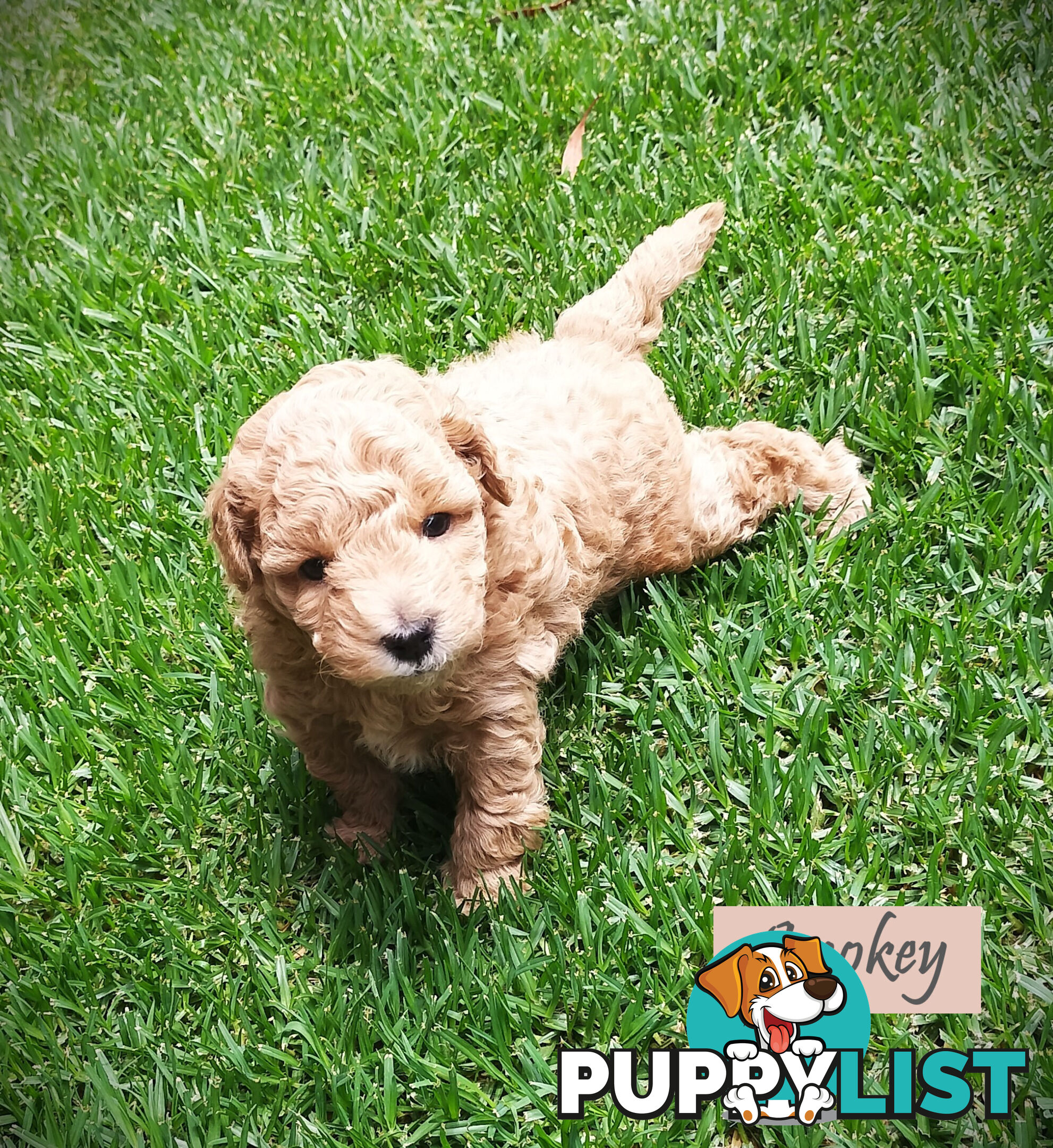 Purebred Toy Poodle, Clear DNA  Breeders Health Guarantee Cranbourne East Vic 3977